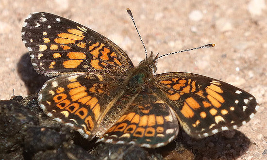 x Checkerspot Butterfly