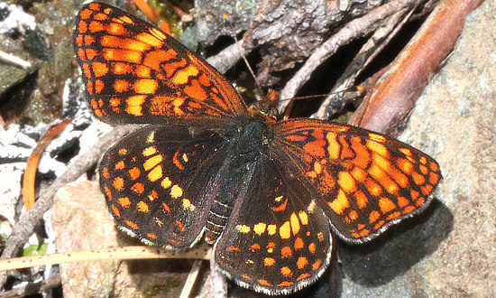 x Checkerspot Butterfly