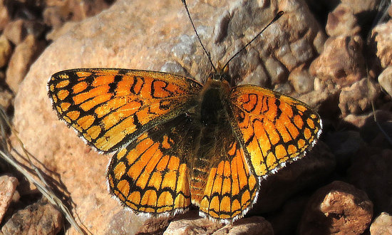 x Checkerspot Butterfly