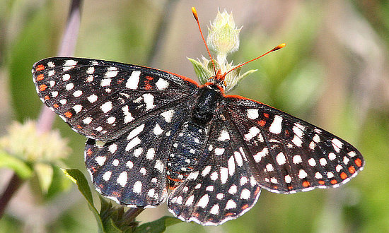 x Checkerspot Butterfly