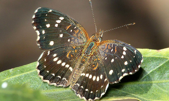 Crescent Butterfly
