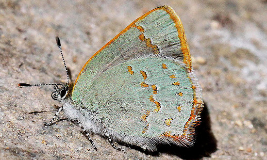 Arizona Hairstreak Butterfly
