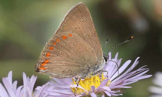 Coral Hairstreak Butterfly