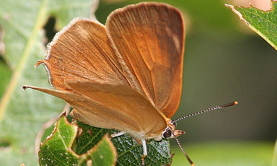 Golden Hairstreak Butterfly
