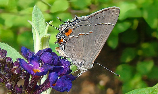 Gray Hairstreak Butterfly