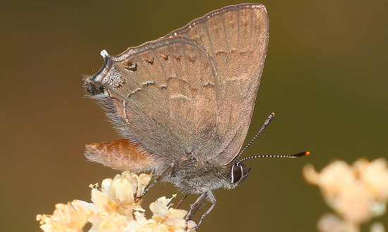 Hedgerow Hairstreak Butterfly