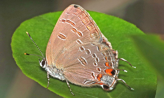 King Hairstreak Butterfly