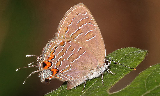 Striped Hairstreak Butterfly