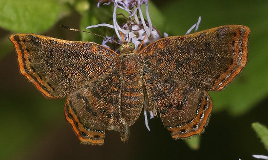 Red-bordered Metalmark Butterfly