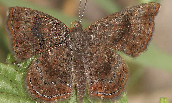 Rounded Metalmark Butterfly