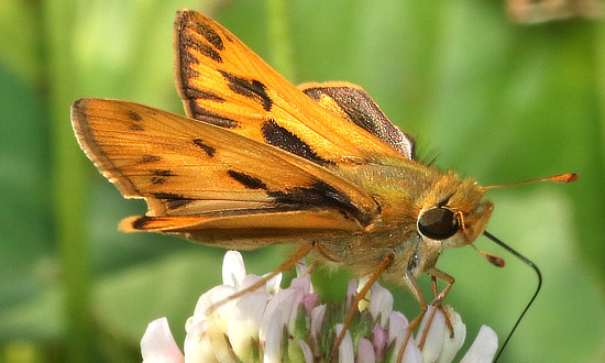 Fiery Skipper Butterfly