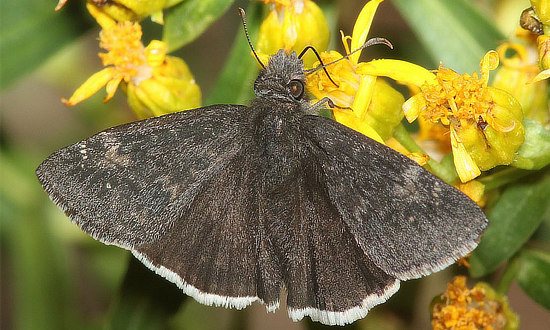 Funereal Duskywing