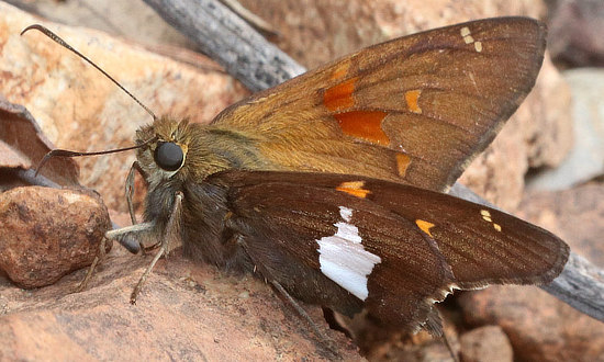 Golden-banded Skipper Butterfly