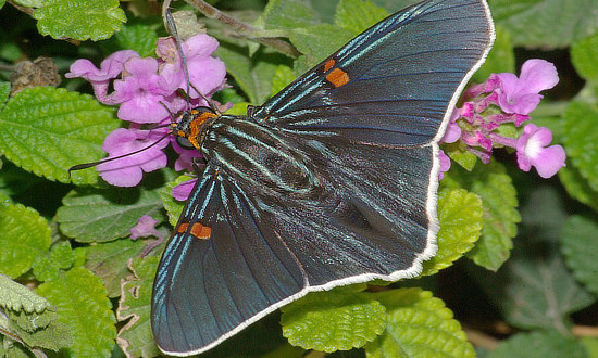 Guava Skipper Butterfly