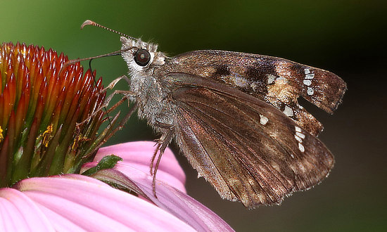Horace's Duskywing