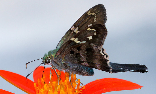Long-tailed Skipper Butterfly