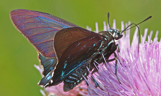 Mangrove Skipper Butterfly