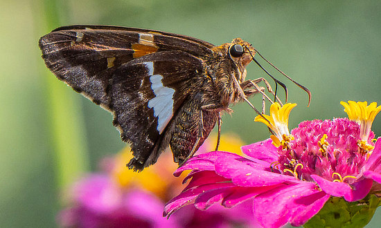Silver-spotted Skipper Butterfly