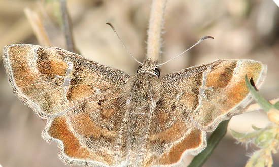 Texas Powdered Skipper Butterfly