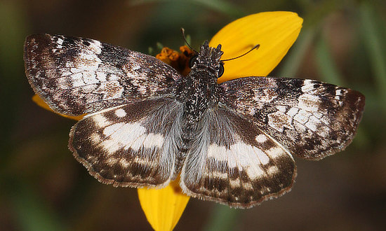 White-patched Skipper Butterfly