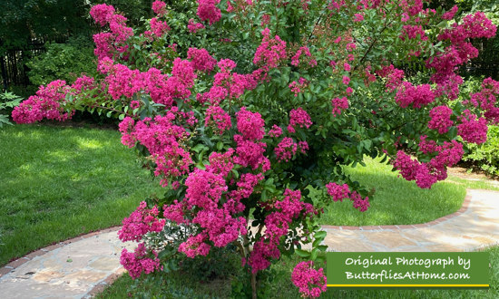 Crepe Myrtle