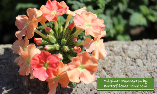 Orange Verbena