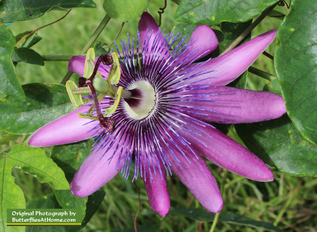 Passion Vine, a host plant for the Gulf Fritillary Butterfly
