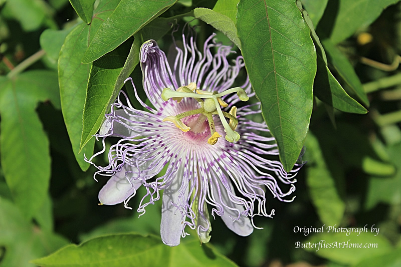 Blossom on native Texas Passion Vine, a host plant for the Variegated Fritillary Butterfly
Blossom on native Texas Passion Vine, a host plant for the Variegated Fritillary Butterfly
