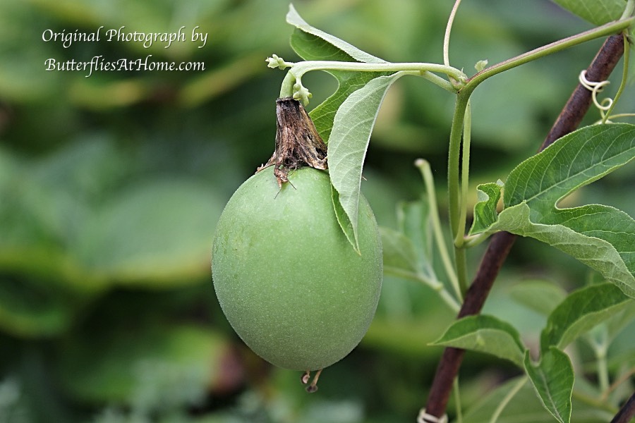 The fruit of a native Texas Passion Vine, commonly called Maypop The fruit of a native Texas Passion Vine, commonly called Maypop