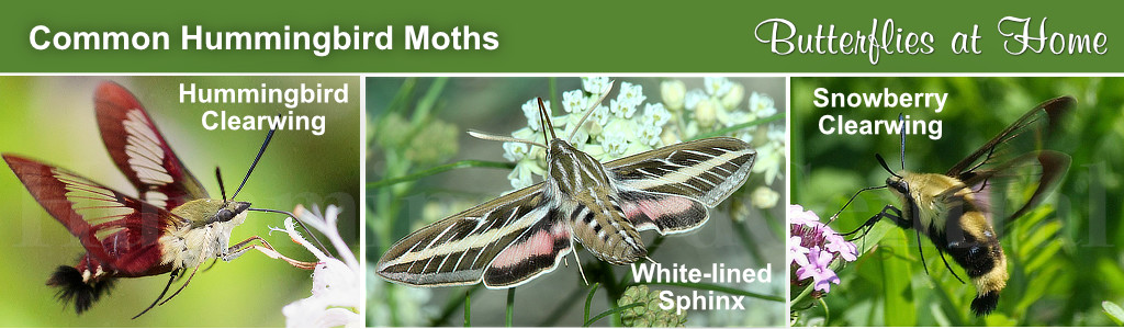 Common species of Hummingbird Moths ... a side-by-side comparison