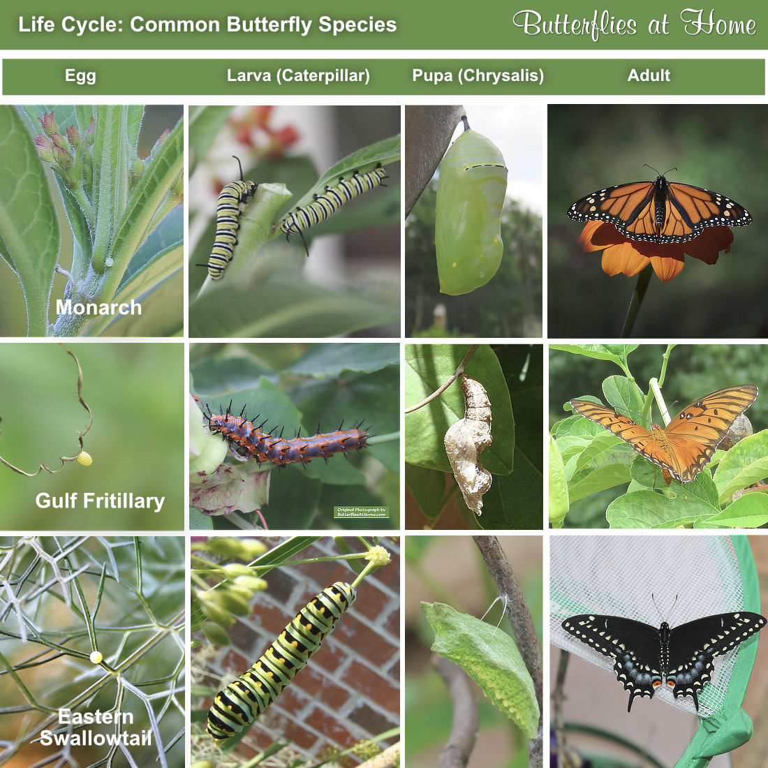 The butterfly life cycle: egg, larva, pupa and adult