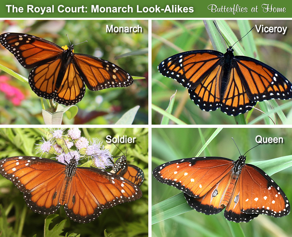 Comparison and spotting guide to similar butterflies: Monarch, Viceroy, Soldier and Queen