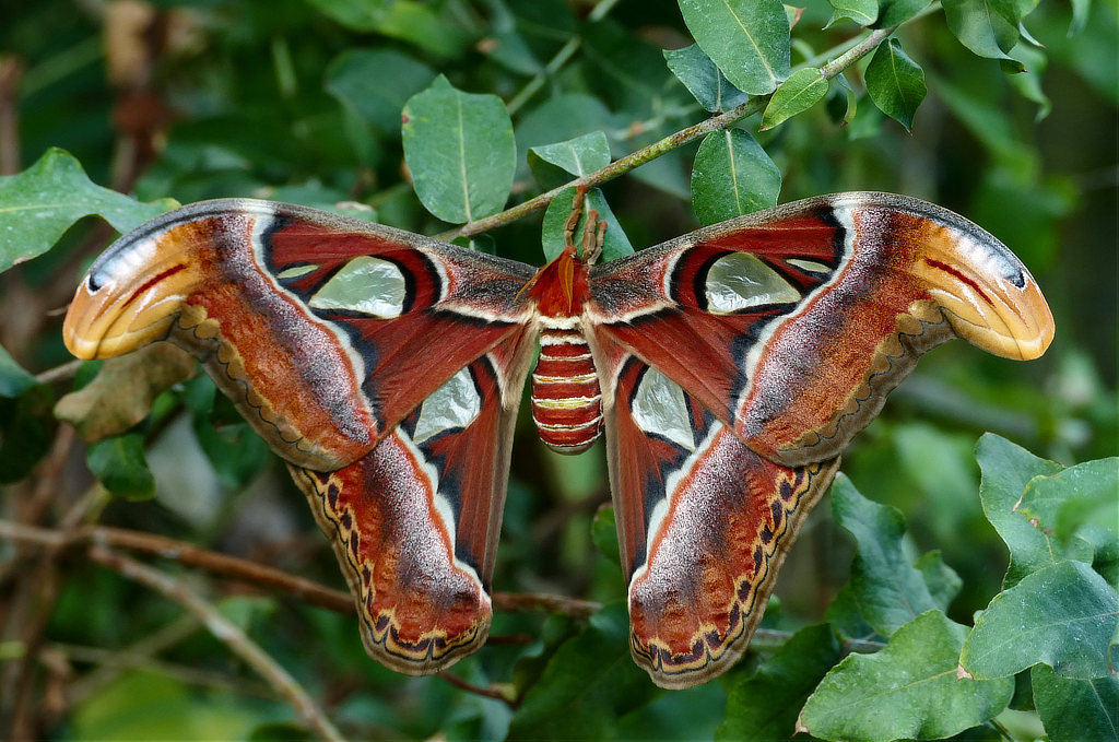 Atlas Moth (Attacus atlas) 
