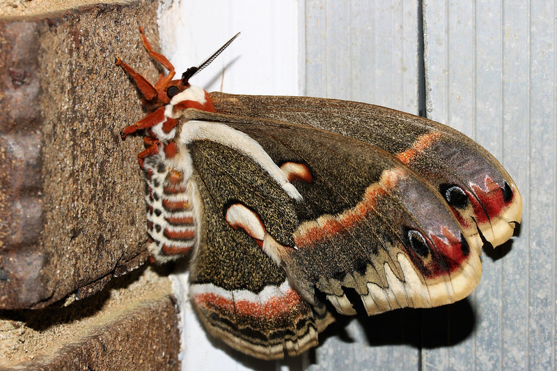 Cecropia Moth