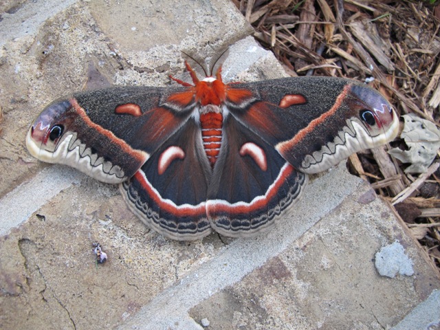 Cecropia Moth
