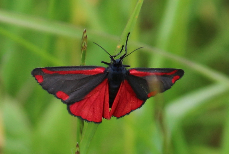 Cinnabar Moth