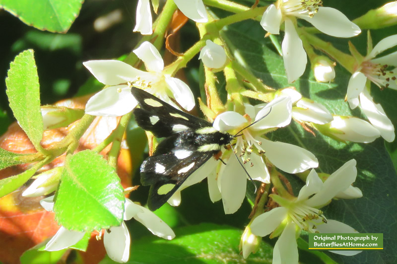 Eight-spotted Forester Moth