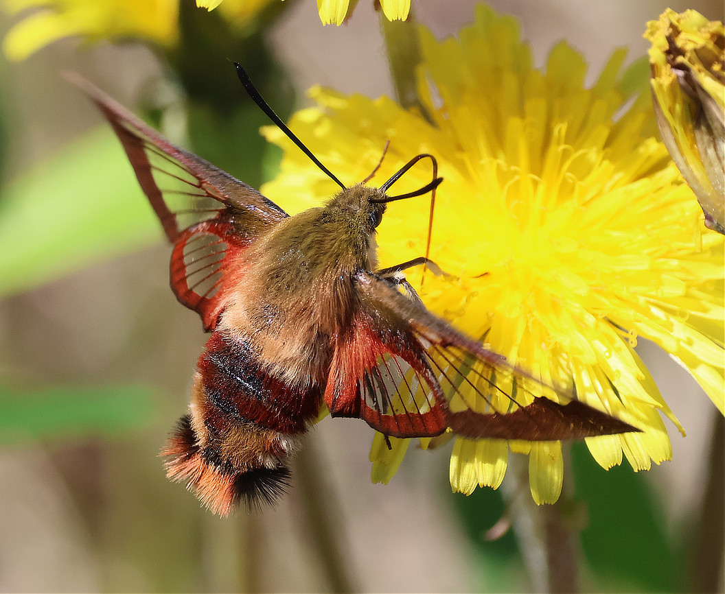 Hummingbird Clearwing (Hemaris thysbe)