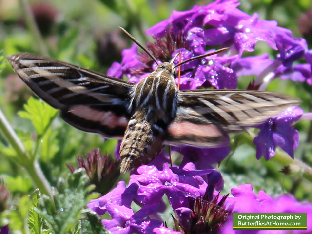 White-Lined Sphinx Moth