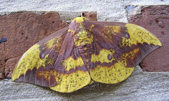 Male Imperial Moth