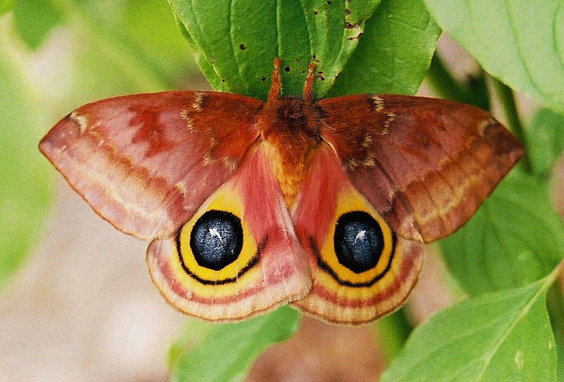 Io Moth