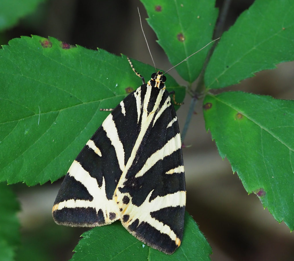 Jersey Tiger Moth