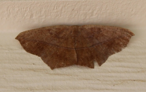Large Maple Spanworm Moth