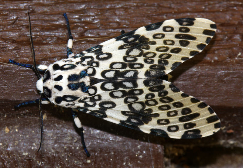 Giant Leopard Moth