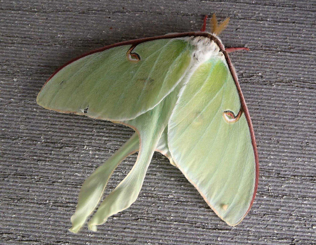 Luna Moth