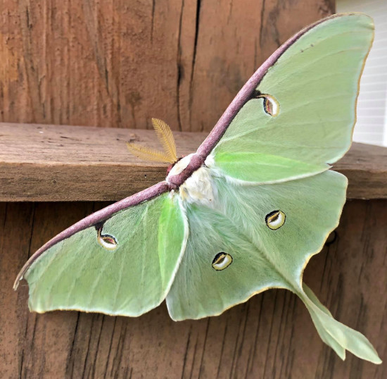 The beautiful Luna Moth