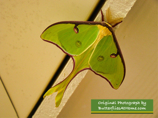 Luna Moth in Texas