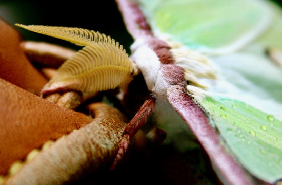 Close-up view of a Luna Moth