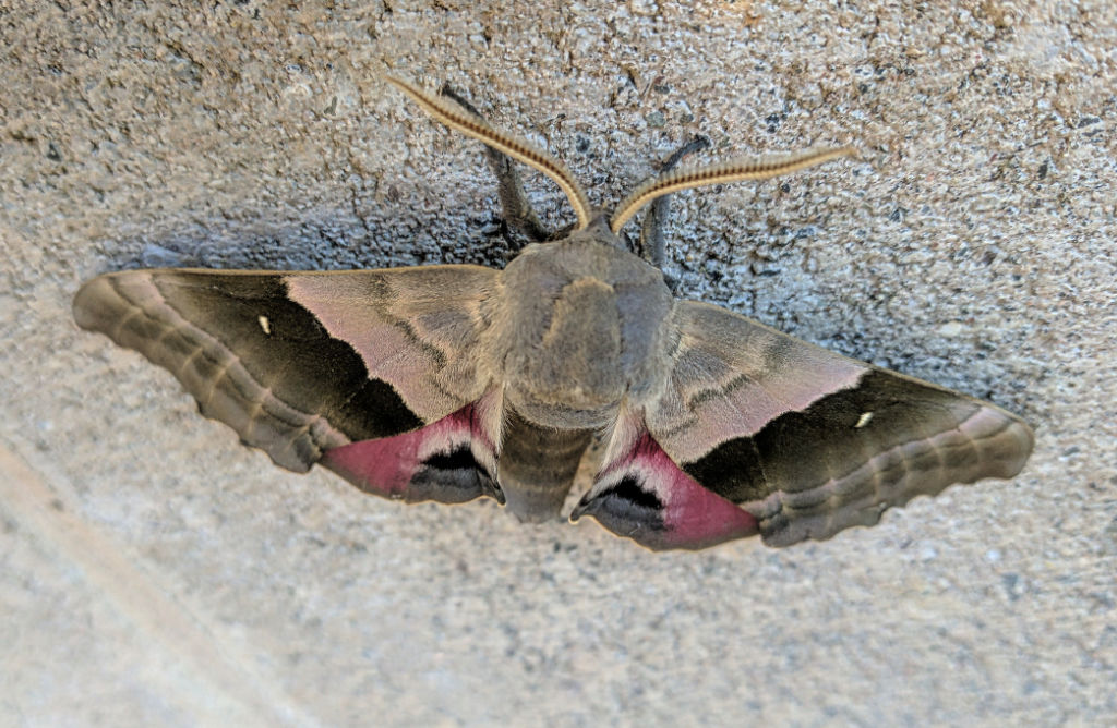 Modest Sphinx Moth