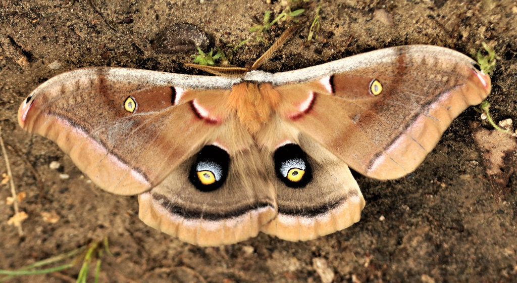 Polyphemus Moth